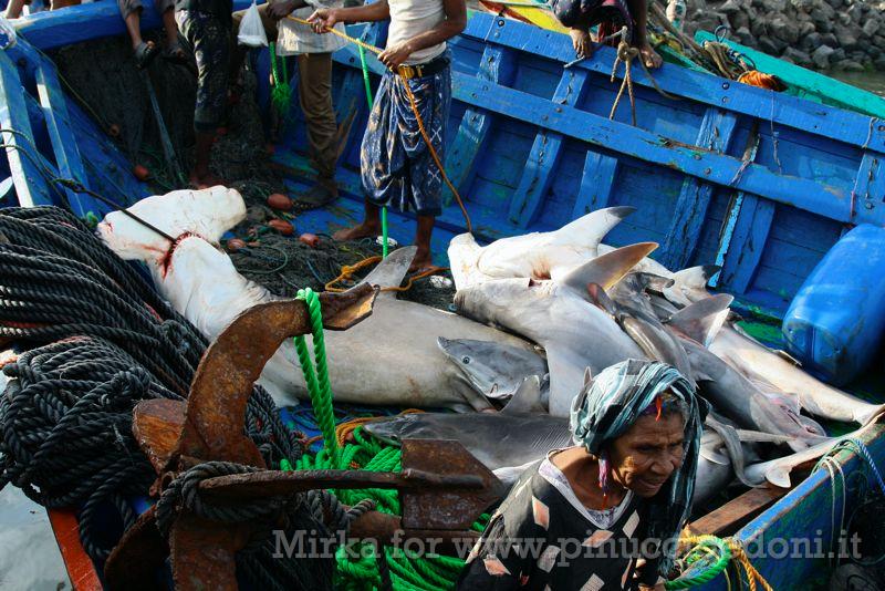 IMG_4119 squali, mercato del pesce Al-Hudayda.jpg